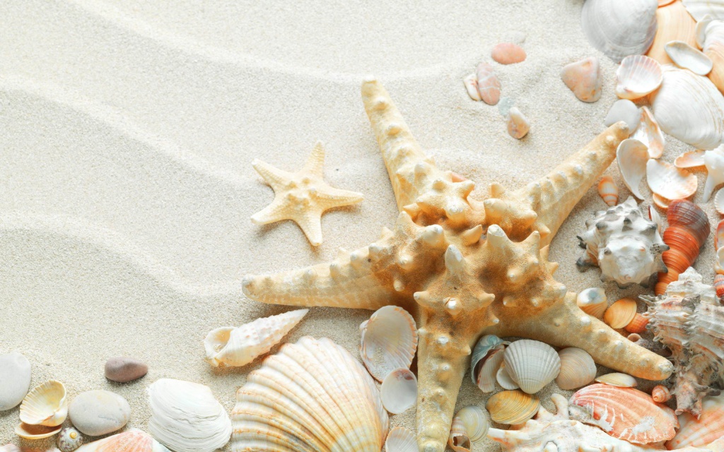 Sea-Shells-On-The-Sand.jpg